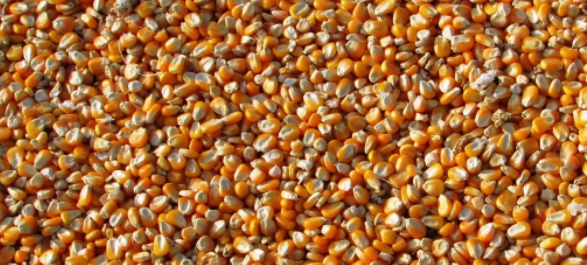 Применение кукурузного крахмала в рецептурах новых продуктов растет максимальными темпами