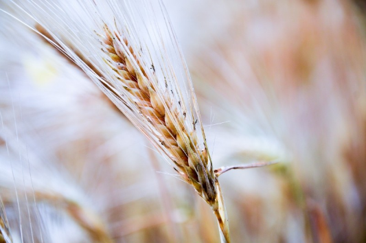 В России начался дефицит хлебопекарной пшеницы
